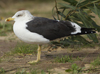 1cy fuscus in August, ringed in Finland. (81365 bytes)